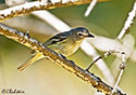 Vireo cassinii